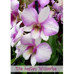 Besten Wünsche Orchidee