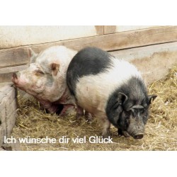 Viel Glück zwei Schweine