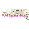 MAG-Images Gauch